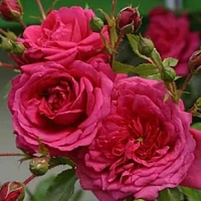 Саженцы роз ЛАГУНА плетистая  Саженцы роз ЛАГУНА плетистая в Нижнем Новгороде