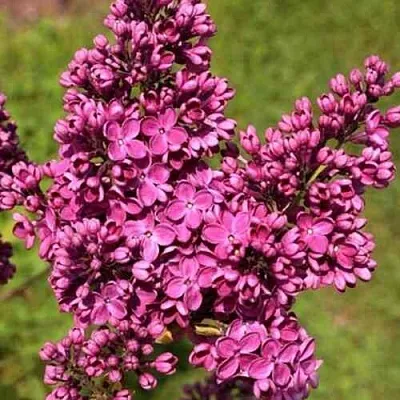 Сирень ЗНАМЯ ЛЕНИНА  Сирень ЗНАМЯ ЛЕНИНА в Нижнем Новгороде