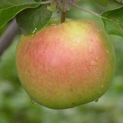 Яблоня БРЯНСКОЕ ЗОЛОТИСТОЕ  Яблоня БРЯНСКОЕ ЗОЛОТИСТОЕ в Нижнем Новгороде