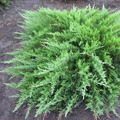 Можжевельник ТАМАРИСЦИФОЛИЯ казацкий  Можжевельник ТАМАРИСЦИФОЛИЯ казацкий в Нижнем Новгороде