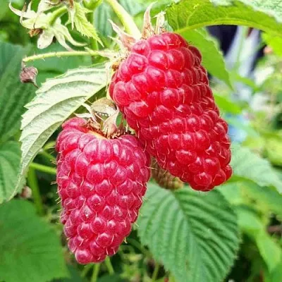 Малина ПШЕХИБА  Малина ПШЕХИБА в Нижнем Новгороде