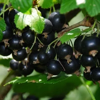 Смородина черная ГЛОБУС  Смородина черная ГЛОБУС в Нижнем Новгороде