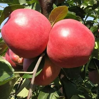 Яблоня ЗАСЛАВСКОЕ  Яблоня ЗАСЛАВСКОЕ в Нижнем Новгороде