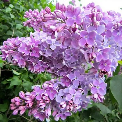 Сирень ОЛЯ  Сирень ОЛЯ в Нижнем Новгороде