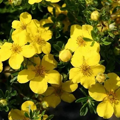 Лапчатка ХАКМАНС ГИГАНТ кустарниковая в Нижнем Новгороде