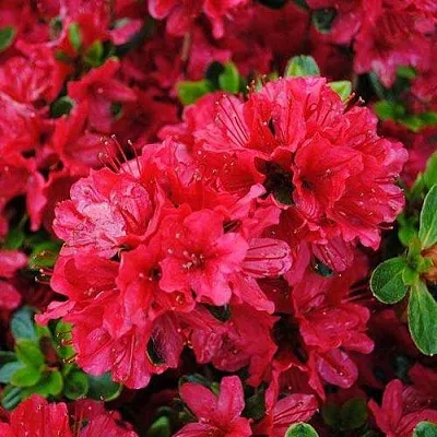 Азалия ХИНО КРИМСОН японская  Азалия ХИНО КРИМСОН японская в Нижнем Новгороде