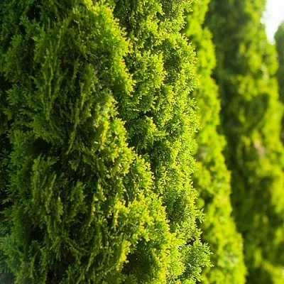 Туя  Туя в Нижнем Новгороде