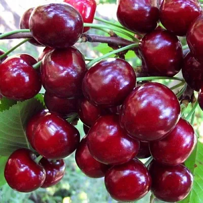 Вишня ЖУКОВСКАЯ  Вишня ЖУКОВСКАЯ в Нижнем Новгороде