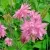 Аквилегия БАРЛОУ ПИНК гибрид МакКаны в Нижнем Новгороде