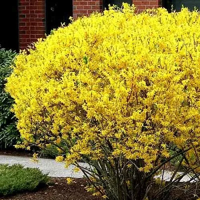 Форзиция ЛИНВУД в Нижнем Новгороде