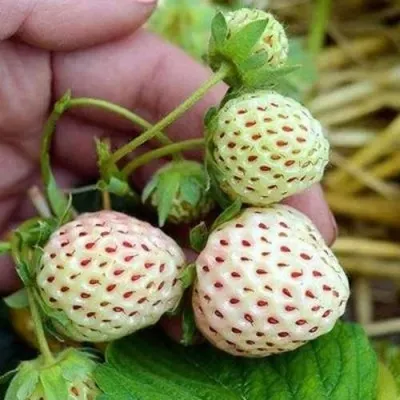 Клубника АНАНАСА ремонтантная — описание сорта Клубника АНАНАСА ремонтантная в Нижнем Новгороде