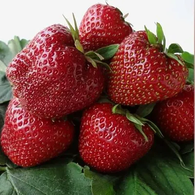 Клубника НАБИЛА  Клубника НАБИЛА в Нижнем Новгороде