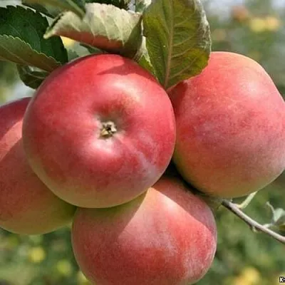 Яблоня ВЭМ-РОЗОВЫЙ  Яблоня ВЭМ-РОЗОВЫЙ в Нижнем Новгороде
