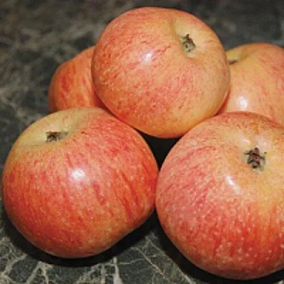 Яблоня КОНФЕТНОЕ  Яблоня КОНФЕТНОЕ в Нижнем Новгороде