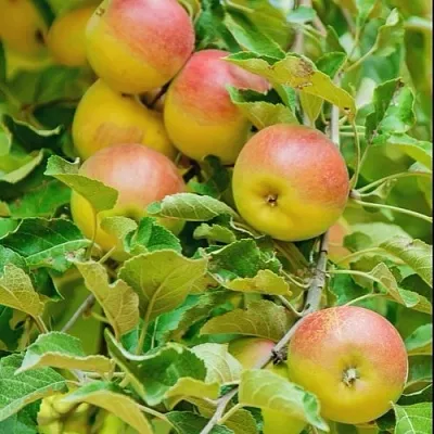 Яблоня ПАМЯТЬ БЛЫНСКОГО колонновидная  Яблоня ПАМЯТЬ БЛЫНСКОГО колонновидная в Нижнем Новгороде