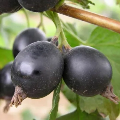 ЙОШТА — описание сорта ЙОШТА в Нижнем Новгороде