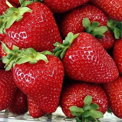 Клубника СКАЛА  Клубника СКАЛА в Нижнем Новгороде