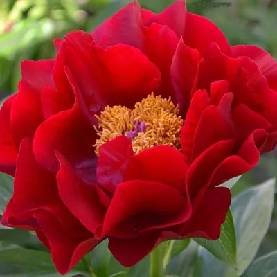 Пион МАКИНАК ГРАНД травянистый  Пион МАКИНАК ГРАНД травянистый в Нижнем Новгороде