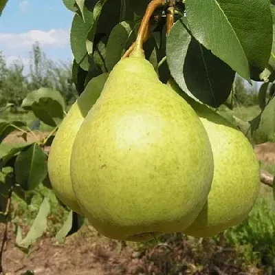 Груша Медовая Колонновидная в Нижнем Новгороде