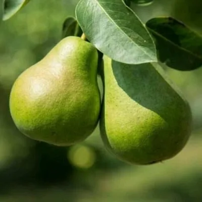 Груша Г-1 колонновидная в Нижнем Новгороде