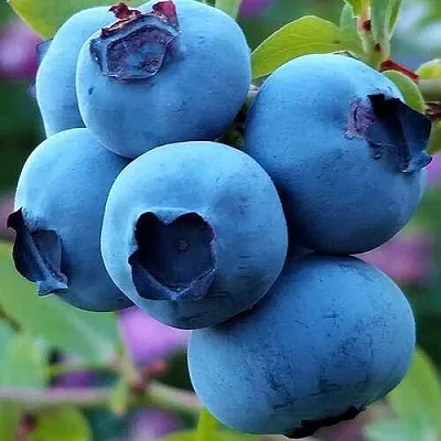 Голубика в Нижнем Новгороде