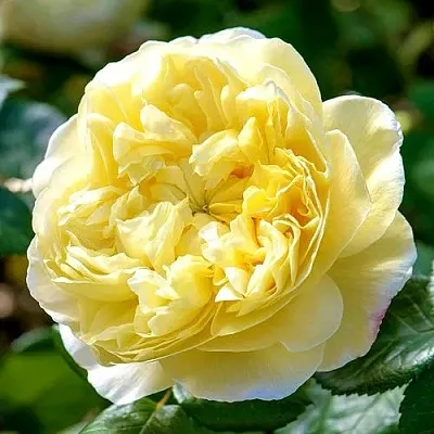 Саженцы роз ЧАРЛЬЗ ДАРВИН английская  Саженцы роз ЧАРЛЬЗ ДАРВИН английская в Нижнем Новгороде