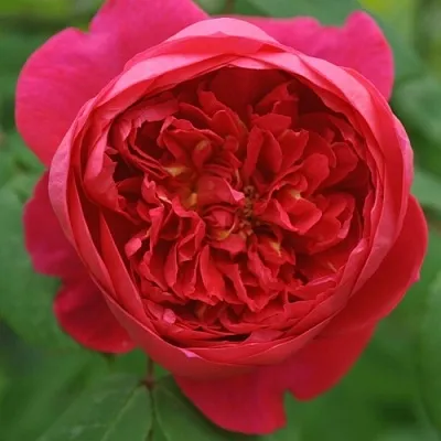 Саженцы роз БЕНДЖАМИН БРИТТЕН шраб в Нижнем Новгороде