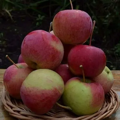 Яблоня РОДНИКОВАЯ  Яблоня РОДНИКОВАЯ в Нижнем Новгороде