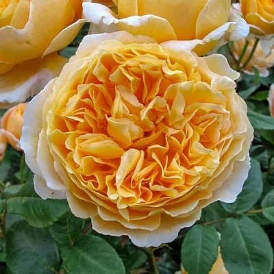 Саженцы роз БЕАТРИС английская  Саженцы роз БЕАТРИС английская в Нижнем Новгороде