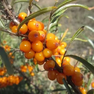 Облепиха СУДАРУШКА  Облепиха СУДАРУШКА в Нижнем Новгороде