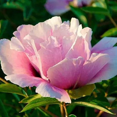 Пион ВРАТА ХРАМА древовидный   Пион ВРАТА ХРАМА древовидный  в Нижнем Новгороде