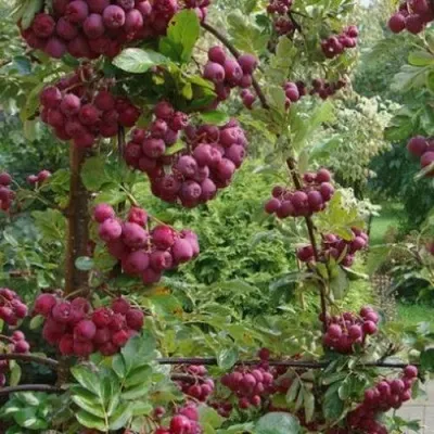 Рябина ДЕСЕРТНАЯ МИЧУРИНА сладкоплодная — описание сорта Рябина ДЕСЕРТНАЯ МИЧУРИНА сладкоплодная в Нижнем Новгороде