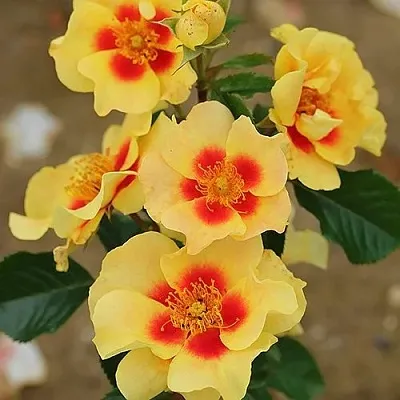 Саженцы роз АЙ ОФ ЗЕ ТАЙГЕР флорибунда  Саженцы роз АЙ ОФ ЗЕ ТАЙГЕР флорибунда в Нижнем Новгороде