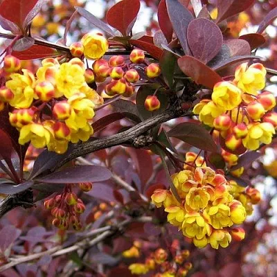 Барбарис СУПЕРБА оттавский   Барбарис СУПЕРБА оттавский  в Нижнем Новгороде