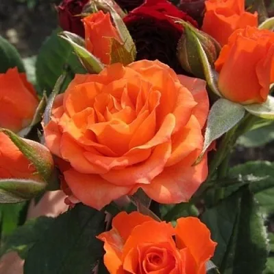 Саженцы роз АЛЕГРИЯ спрей  Саженцы роз АЛЕГРИЯ спрей в Нижнем Новгороде