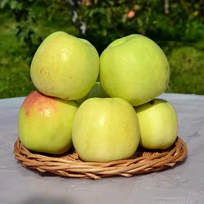 Яблоня БИРСКОЕ ГРУШЕВОЕ (БИЧИК)  Яблоня БИРСКОЕ ГРУШЕВОЕ (БИЧИК) в Нижнем Новгороде