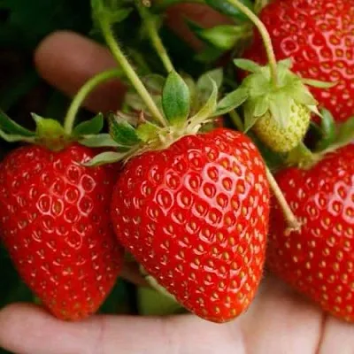 Клубника ПОРТОЛА ремонтантная  Клубника ПОРТОЛА ремонтантная в Нижнем Новгороде