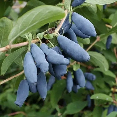 Жимолость съедобная ТОМИ японская  Жимолость съедобная ТОМИ японская в Нижнем Новгороде