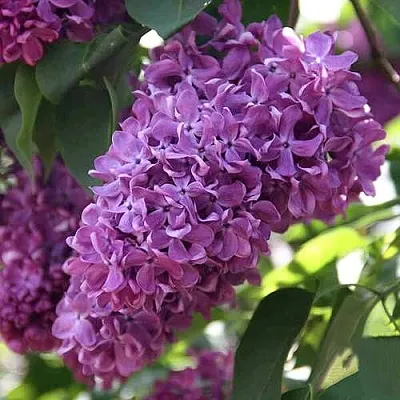 Сирень КАПИТАН ГАСТЕЛЛО  Сирень КАПИТАН ГАСТЕЛЛО в Нижнем Новгороде