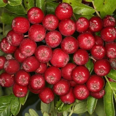 Рябина РУБИНОВАЯ сладкоплодная  Рябина РУБИНОВАЯ сладкоплодная в Нижнем Новгороде