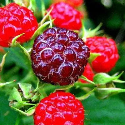 Княженика в Нижнем Новгороде