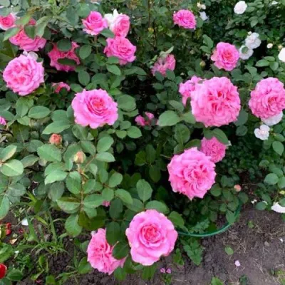 Саженцы роз ЭШЛИ чайно-гибридная — описание сорта Саженцы роз ЭШЛИ чайно-гибридная в Нижнем Новгороде