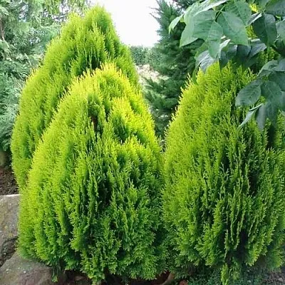 Туя восточная  Туя восточная в Нижнем Новгороде