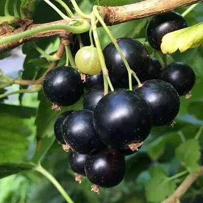 Смородина чёрная ДАБРАДЗЕЯ  Смородина чёрная ДАБРАДЗЕЯ в Нижнем Новгороде