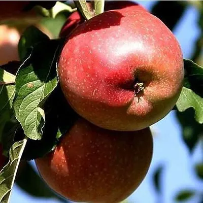 Яблоня АНТЕЙ КИЕВСКИЙ колонновидная  Яблоня АНТЕЙ КИЕВСКИЙ колонновидная в Нижнем Новгороде