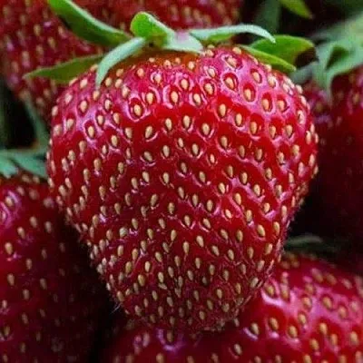 Клубника НАНДИ  Клубника НАНДИ в Нижнем Новгороде