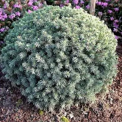 Ель ЭХИНИФОРМИС сизая  Ель ЭХИНИФОРМИС сизая в Нижнем Новгороде