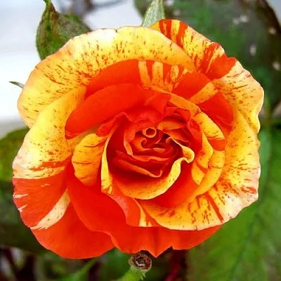 Саженцы роз АПЕЛЬСИН И ЛИМОН флорибунда  Саженцы роз АПЕЛЬСИН И ЛИМОН флорибунда в Нижнем Новгороде