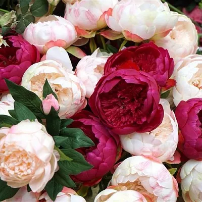 Пионы в Нижнем Новгороде