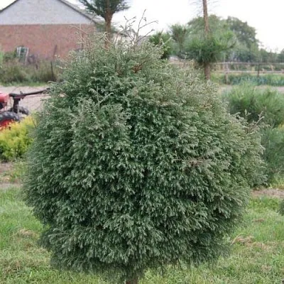 Туя вересковидная  Туя вересковидная в Нижнем Новгороде